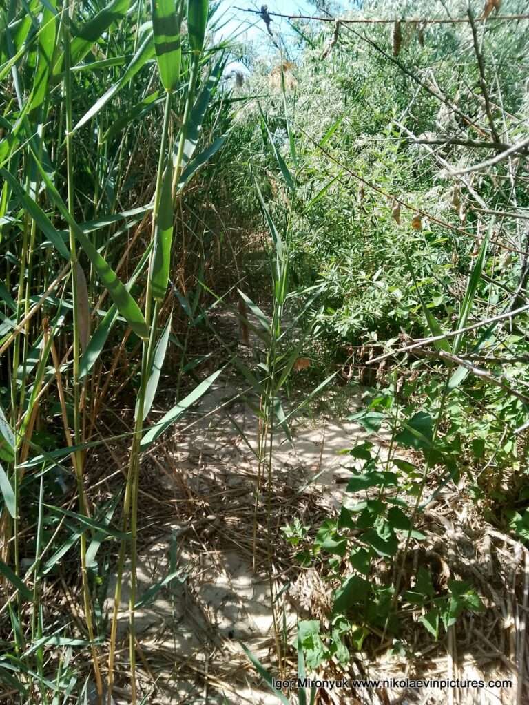 Я иду через камыши.