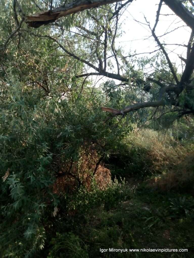 Деревья в Порожнече