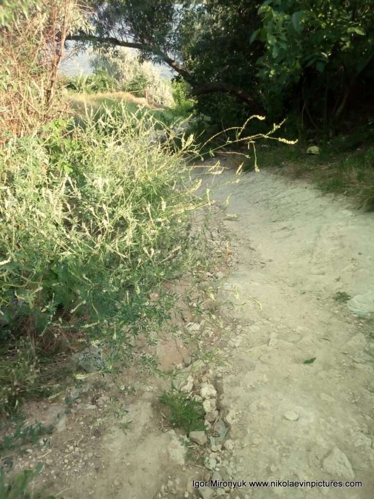 Спуск на берег Порожнечи в Николаеве.