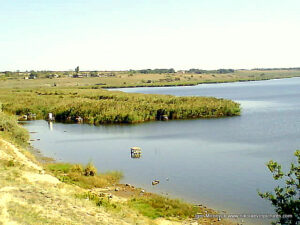 Фото камышей рядом с берегом пустыря "Порожнеча" на Северном в Николаеве.