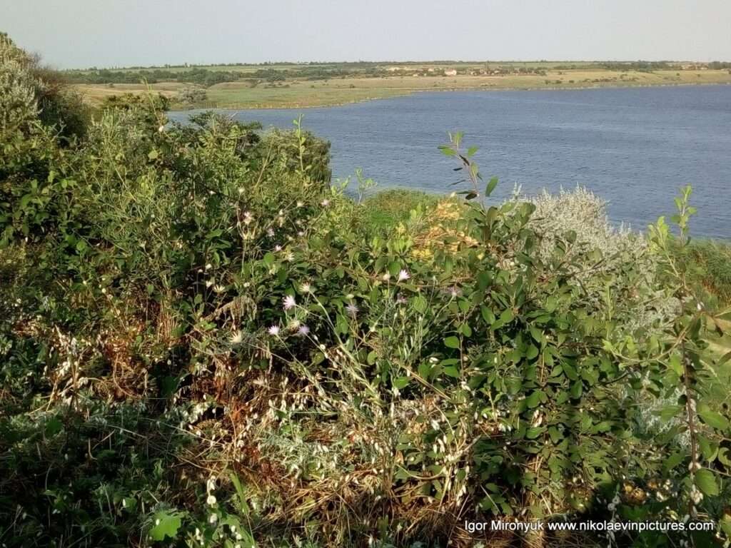 Деревья и река