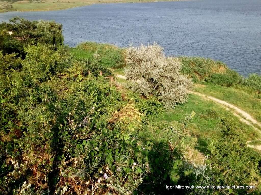 Фото зелёного берега Порожнечи и реки в Николаеве.