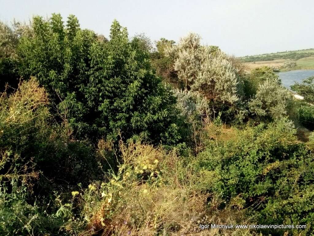 Деревья в Порожнече