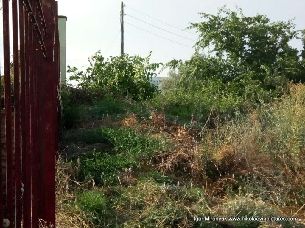 Забор и трава