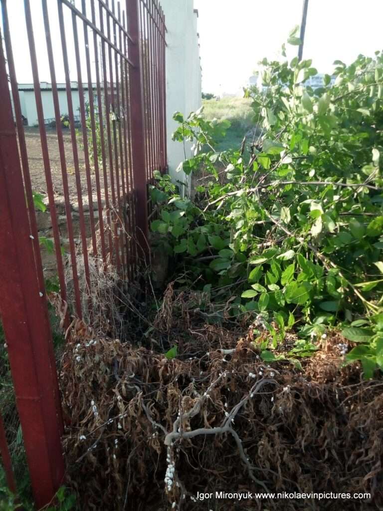 Забор и кусты