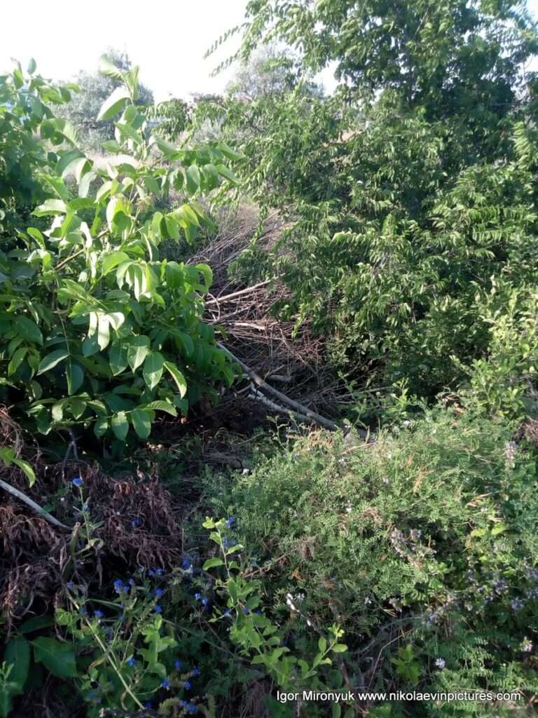 Кусты и деревья