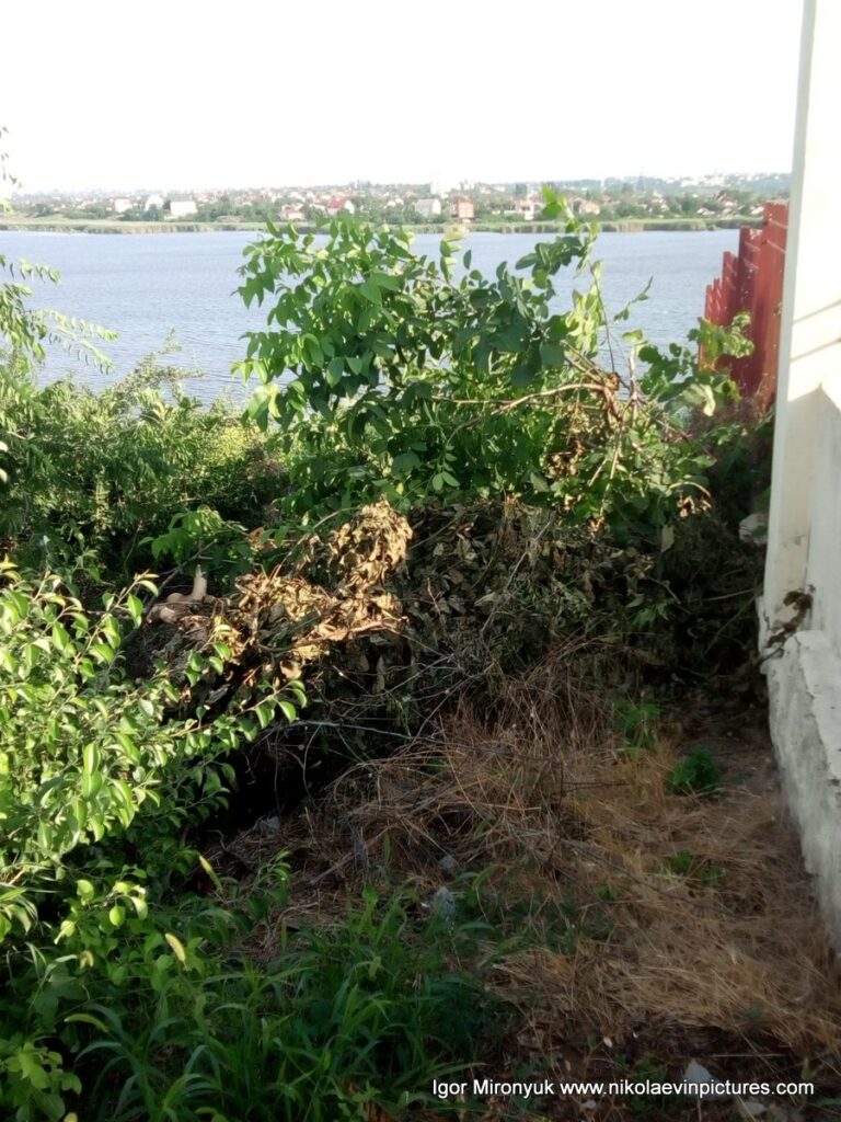 Вид на забор, кусты, деревья, реку Ингул и полуостров Ракетное Урочище в Николаеве.