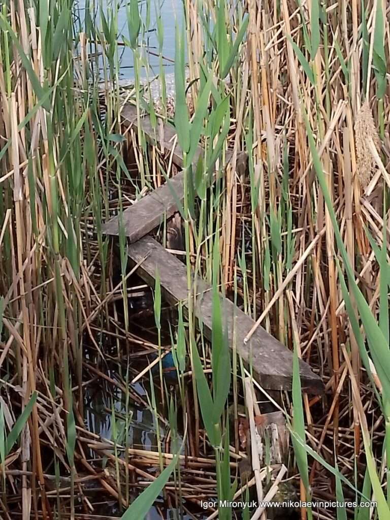 На фото рыбатский мостик, затерявшийся в камышах Лесковской косы, Николаев.