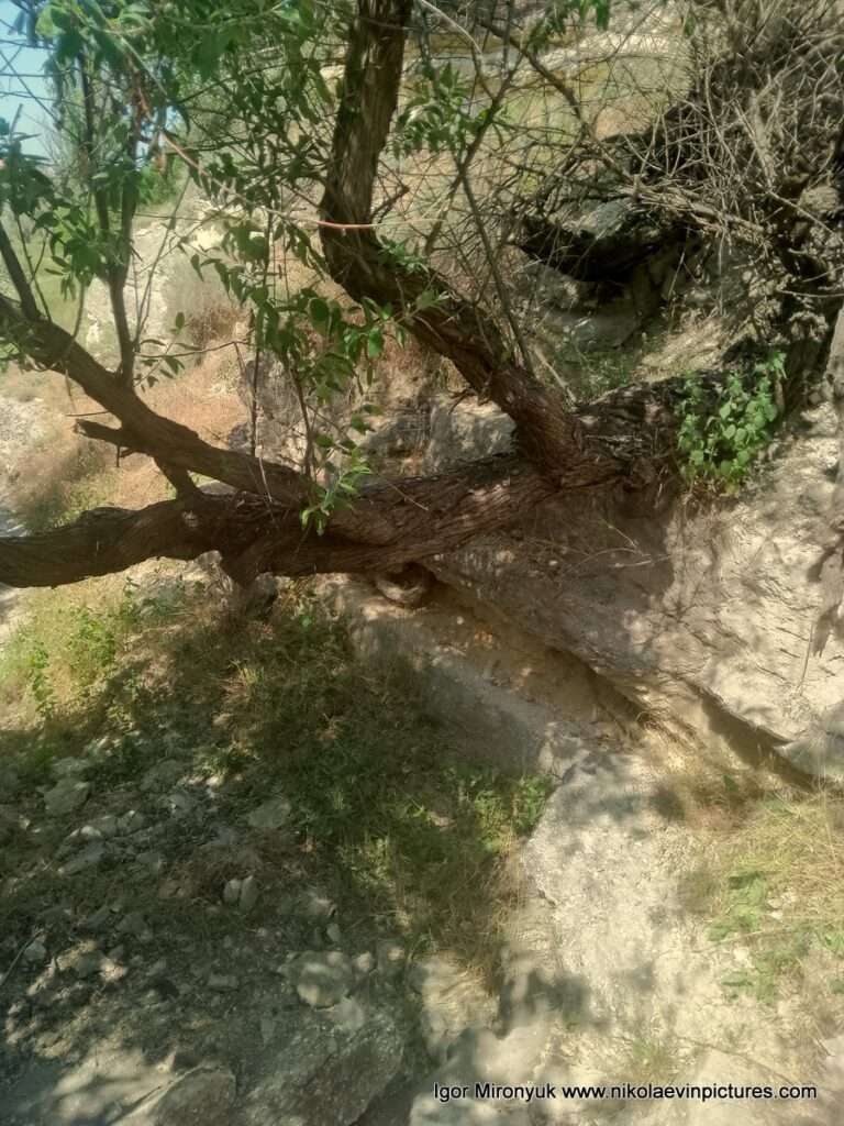 На фото дерево, которое вырастает прямо из скалы, возле лестницы.