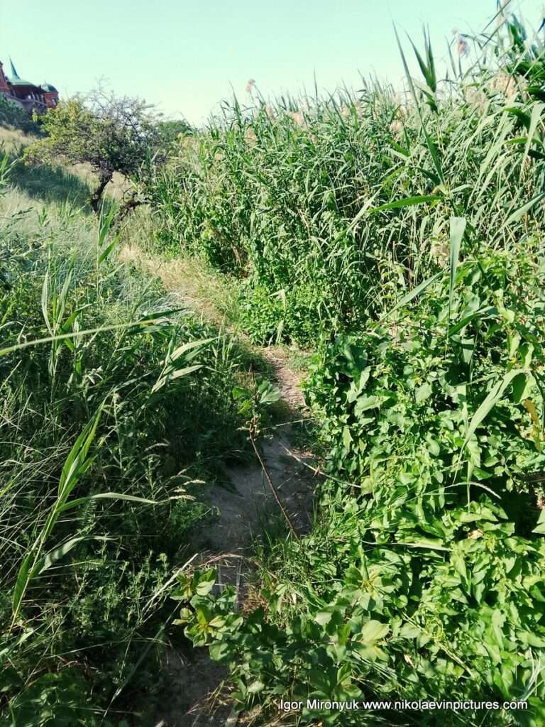 Улица Скалистая в Соляных, в Николаеве.