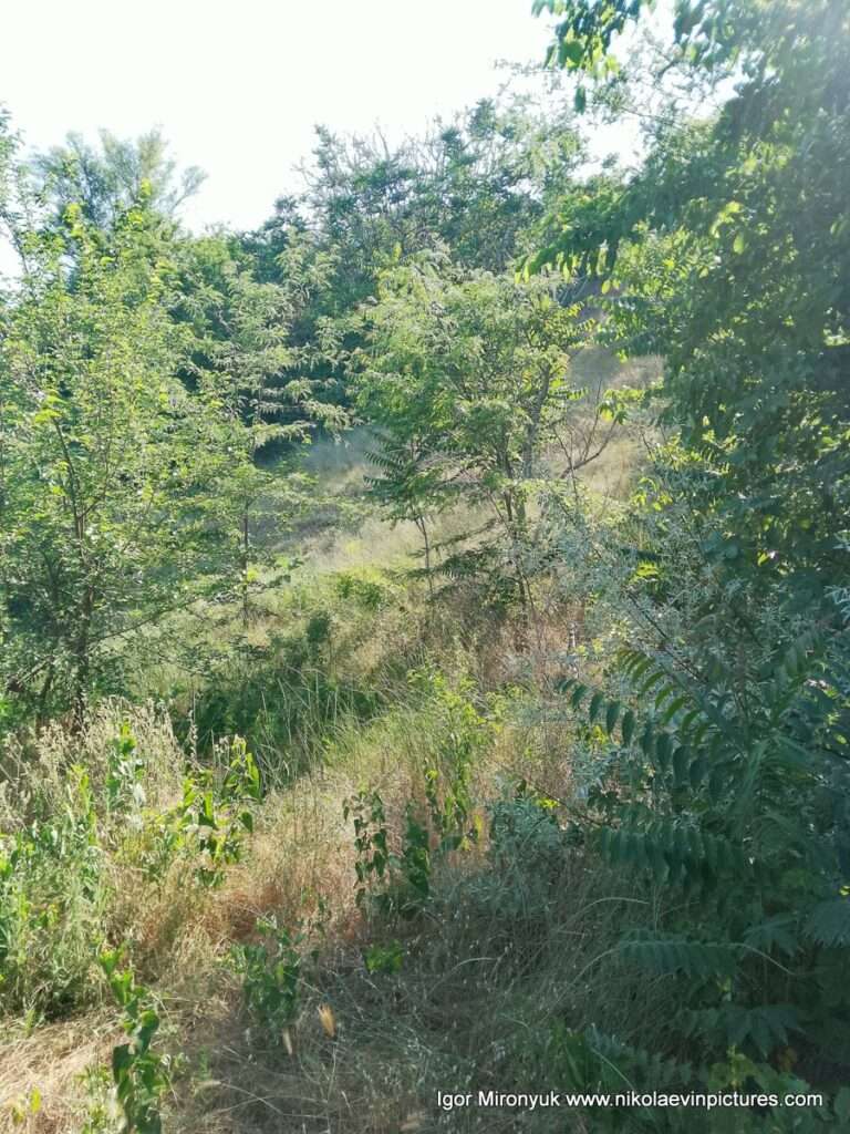 Улица Скалистая в Соляных, в Николаеве.