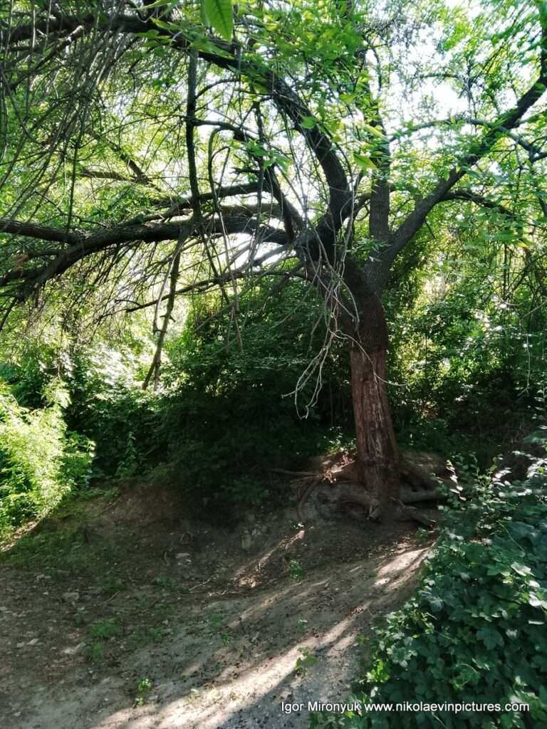 На фото высокое дерево на Улице Скалистой, которое создаёт тень.