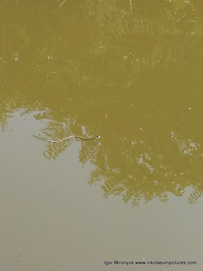 В речной воде плавает уж.