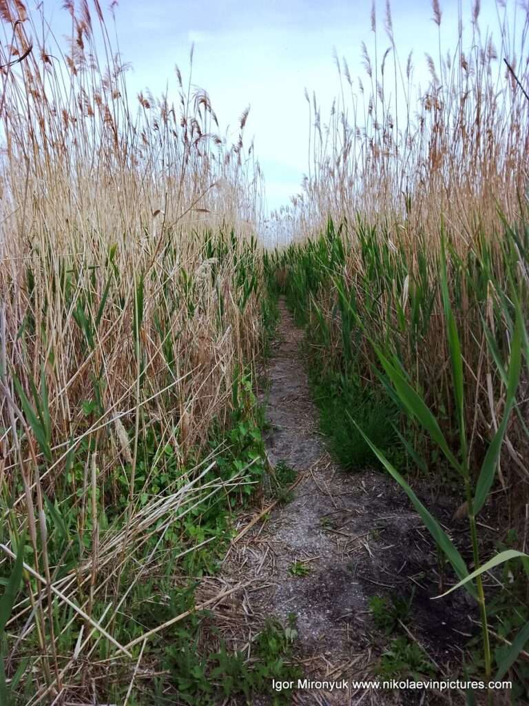 Я иду через камыши к Лесковской косе, что на намыве, в Николаеве.