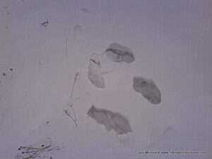 Следы в сугробах