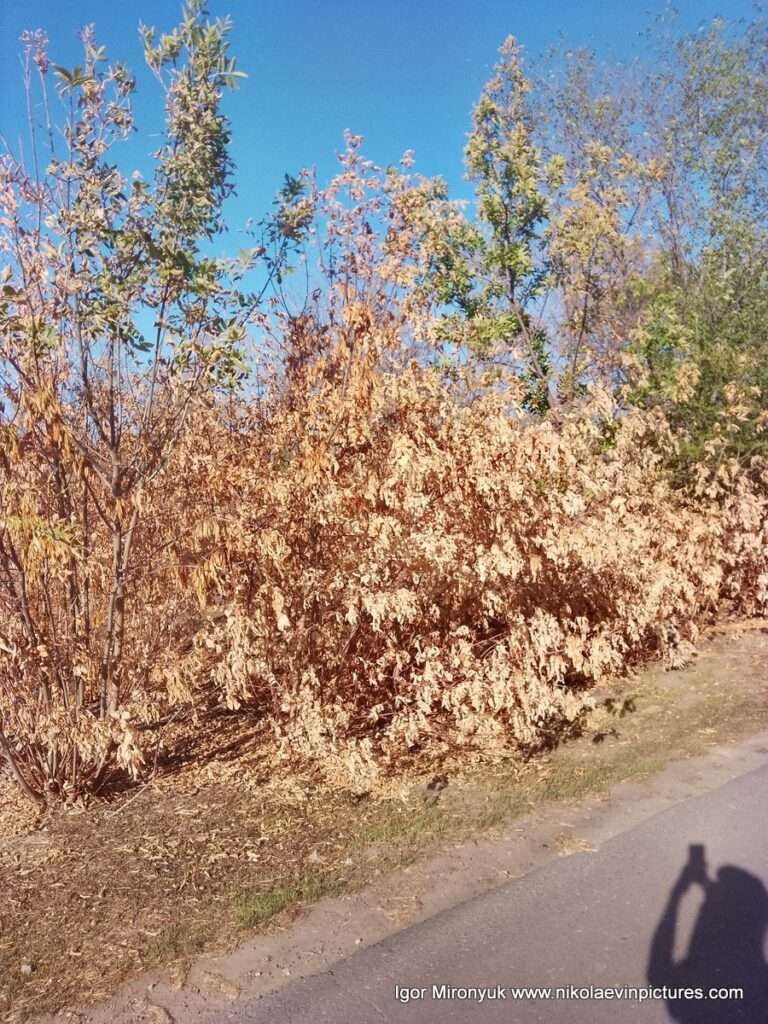 На фото видно полностью сухое дерево в парке Дружба, в Николаеве. Кажется, как будто, оно "золотое".