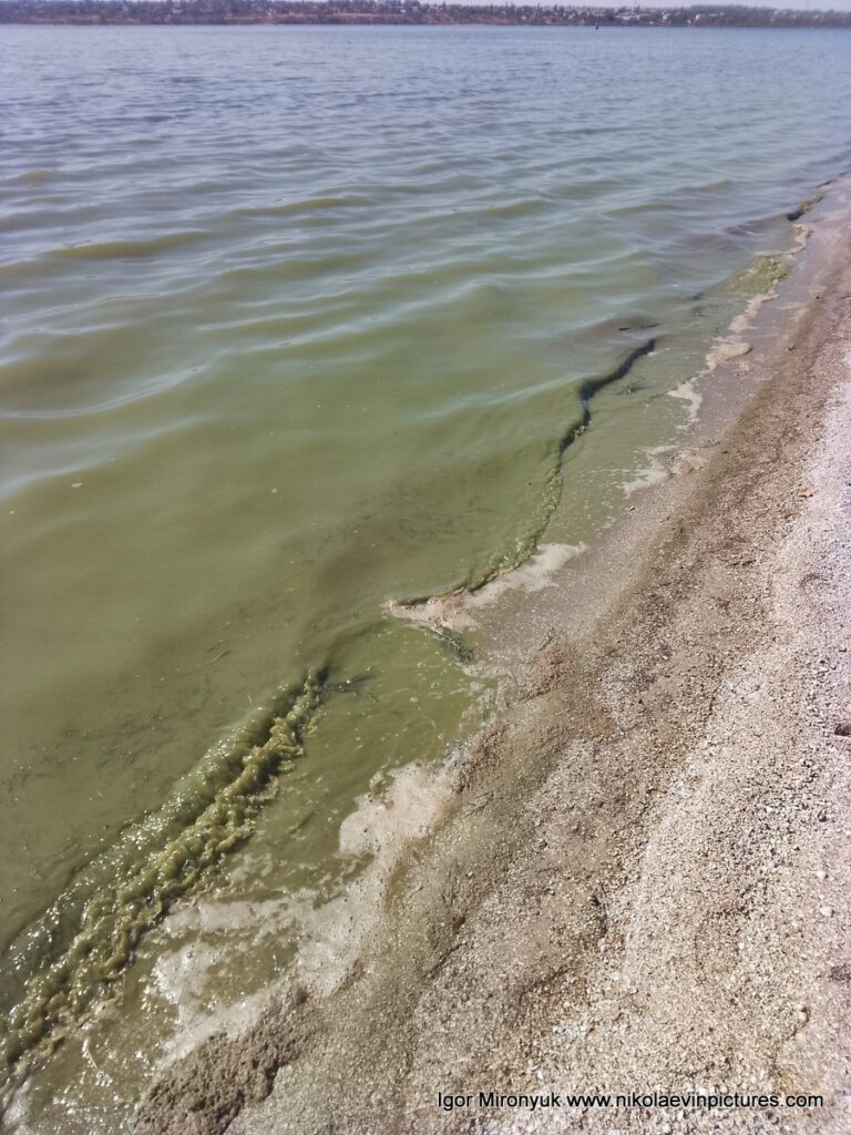 Зелёная вода