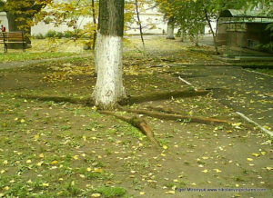 Необычное дерево в Николаеве