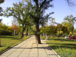 Фото дерева в парке Николаева.