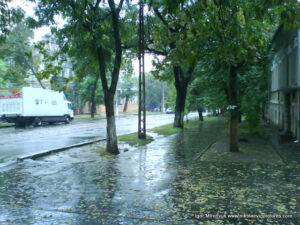 Мокрые листья на земле после дождя.