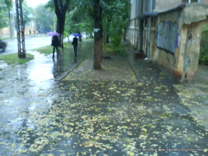 Мокрые листья на земле после дождя.