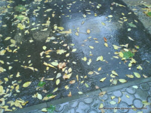 Мокрые листья на земле после дождя.