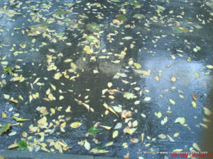 Мокрые листья на земле после дождя.