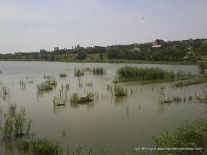 В Николаеве, в Терновке есть низменность (Низменная территория, Lowland), в которой находится пруд, а в пруде - камыши.