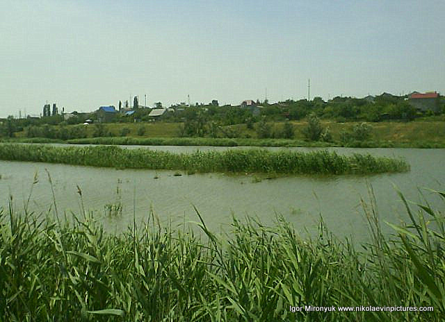 В Николаеве, в Терновке есть низменность (Низменная территория, Lowland), в которой находится пруд, а в пруде - камыши.