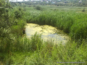 Болото в Низменной территории, в Николаеве.