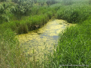 Болото в Низменной территории, в Николаеве.