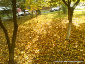 Осень в Николаеве