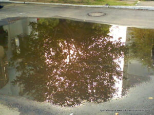 Отражение дерева в луже.