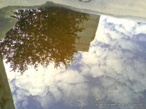 Отражение дерева в луже.