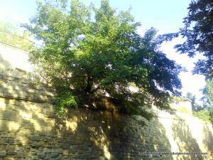 Улица из ракушняка в Николаеве за кораблестроительным заводом. 