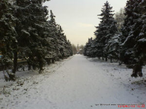 Аллея ёлок в центре Николаева зимой.