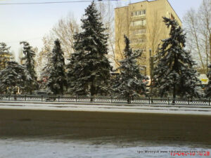 Аллея ёлок в центре Николаева зимой.