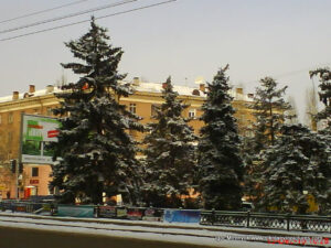 Аллея ёлок в центре Николаева зимой.