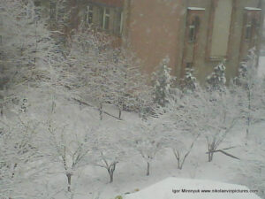 Снежные деревья