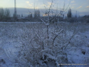 Пустырь зимой