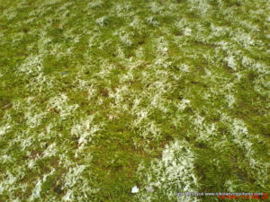 Трава под снегом