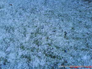 Трава под снегом