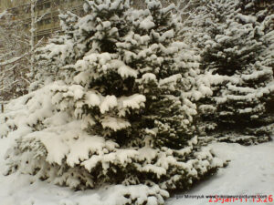 Зимний Николаев