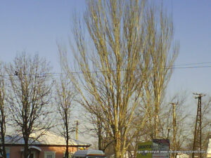 Зимний Николаев