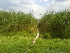 2-я Набережная в Николаеве. Рыбацкий мостик в камышах.