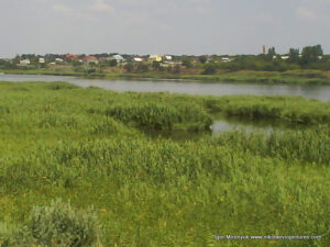 Аляуды в Николаеве. Камыши.