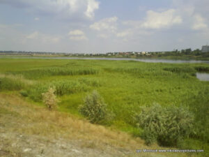 Аляуды в Николаеве. Камыши.