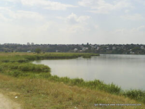 Аляуды в Николаеве. Камыши.