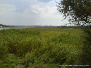 Аляуды в Николаеве. Камыши.