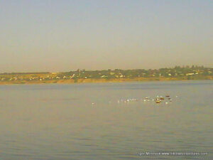 Чайки на воде в Южном Буге.